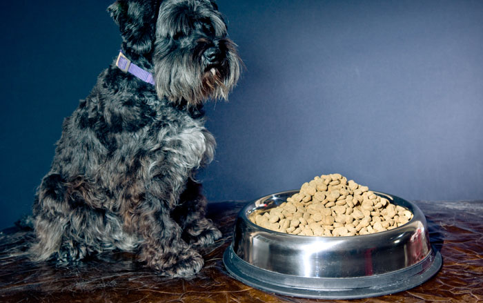 Ciotola cibo per cani